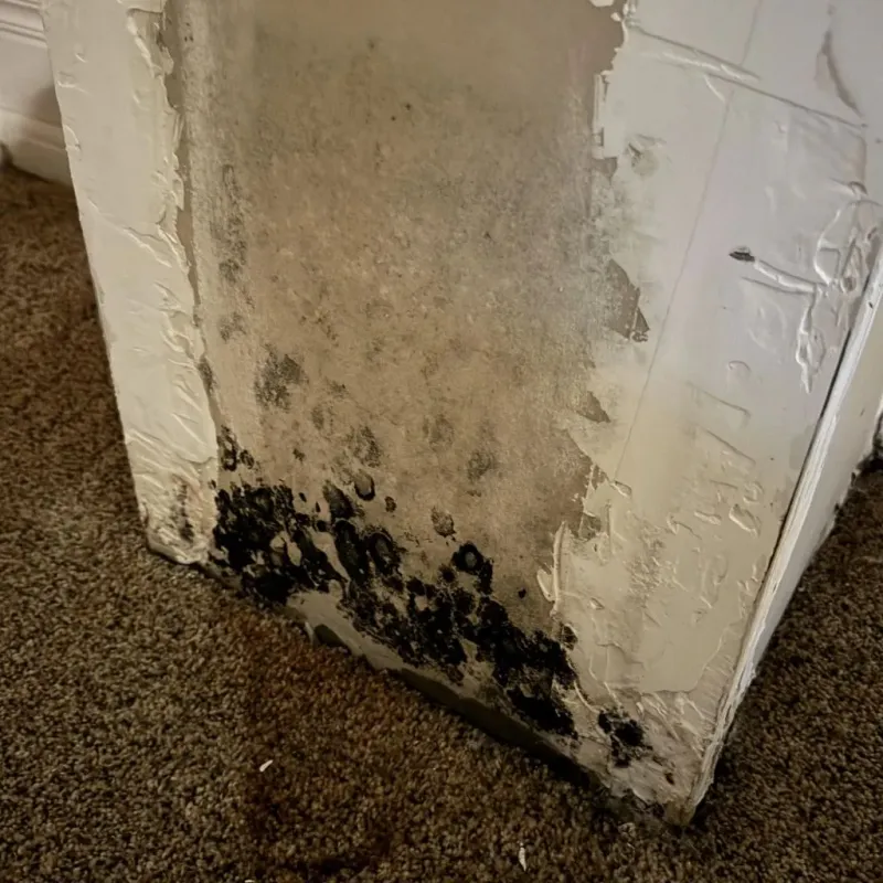 Professional Mold Removal in Nutley, NJ
